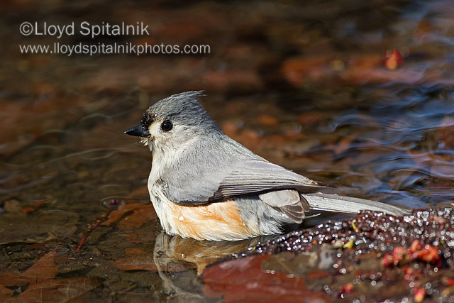 Tufted Titmouse