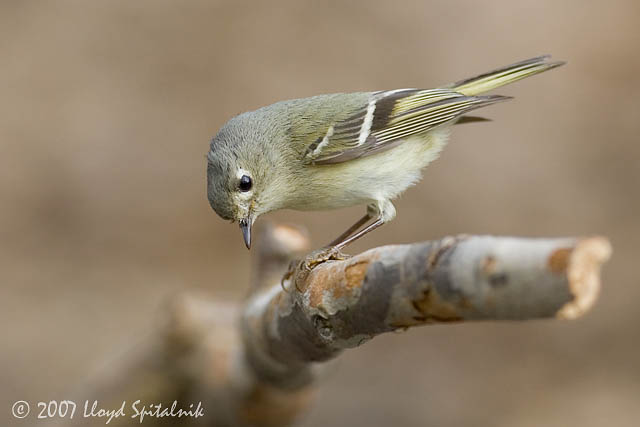 Ruby-crowned Kinglet