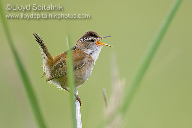 Marsh Wren