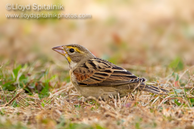 Dickcissel