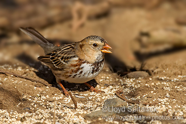 Harriss Sparrow