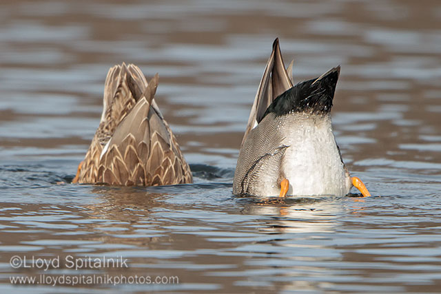 Gadwall