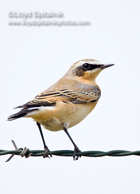 Northern Wheatear