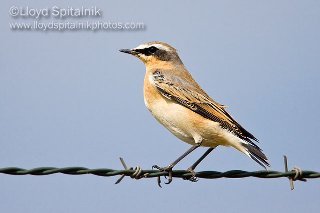 Northern Wheatear