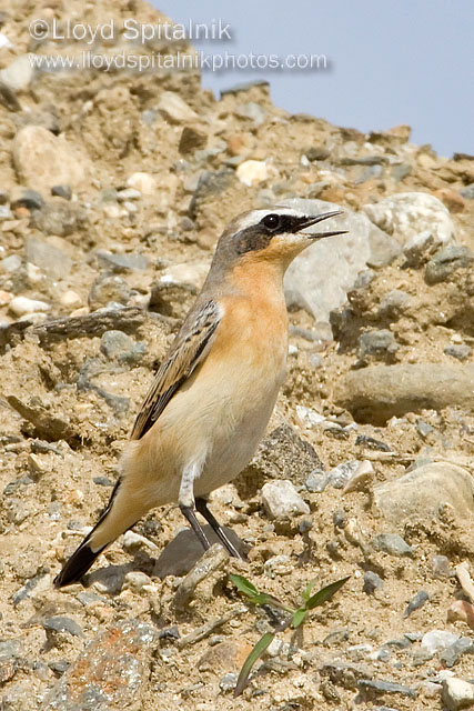 Northern Wheatear