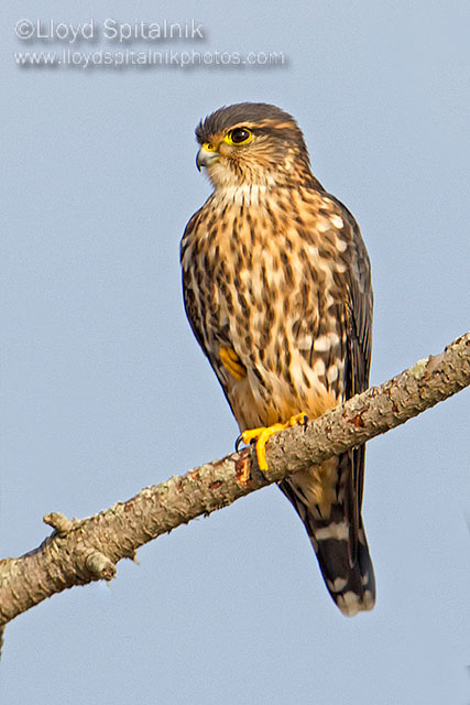 Merlin