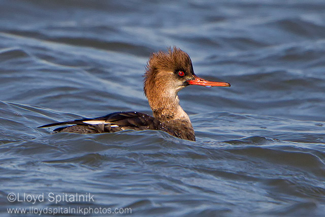 Red-breasted Merganser (immature male)