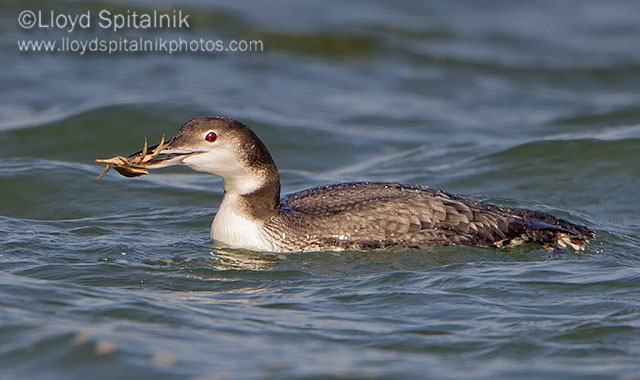 Common Loon
