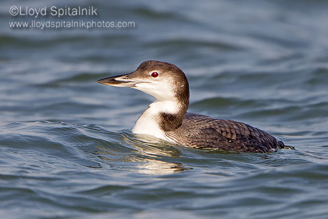 Common Loon