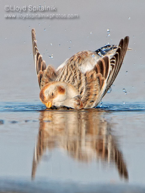Snow Bunting