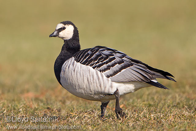 Barnacle Goose