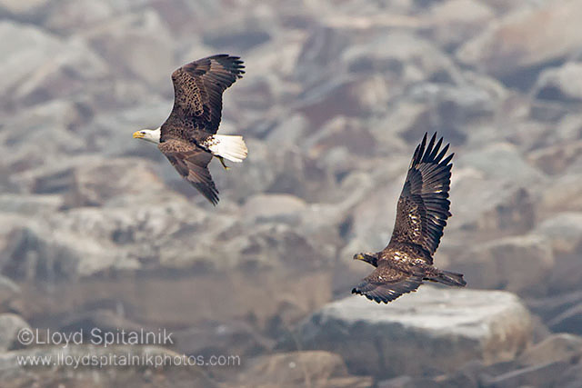 Bald Eagle