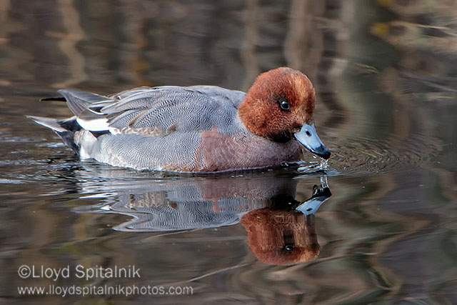 Eurasian Wigeon