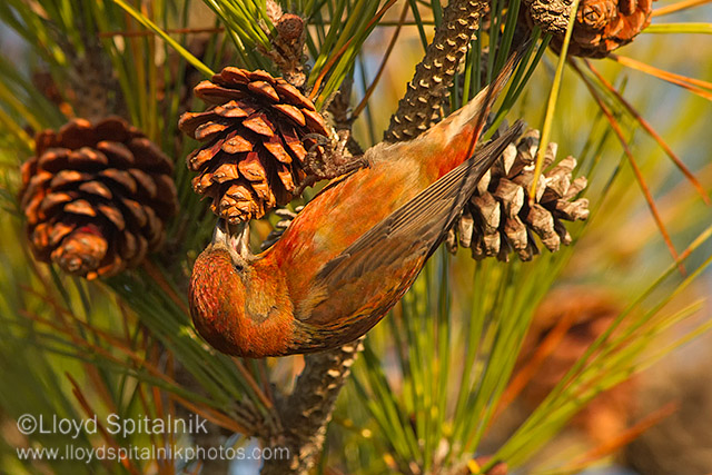 Red Crossbill