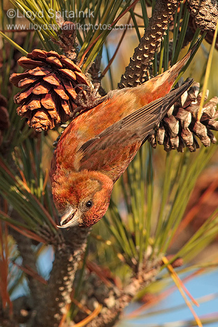 Red Crossbill (male)
