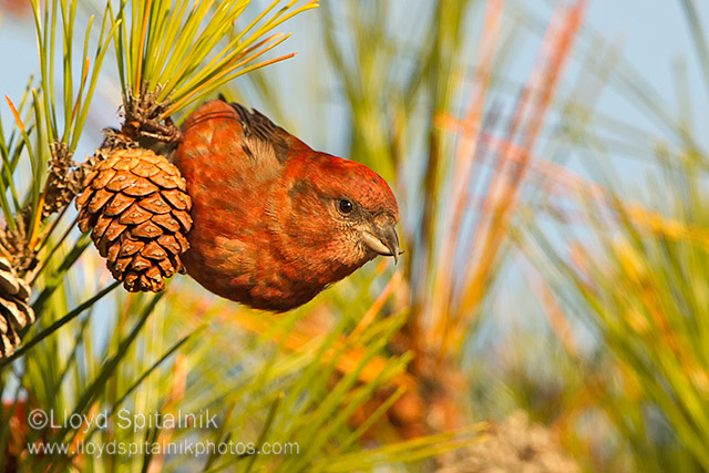 Red Crossbill