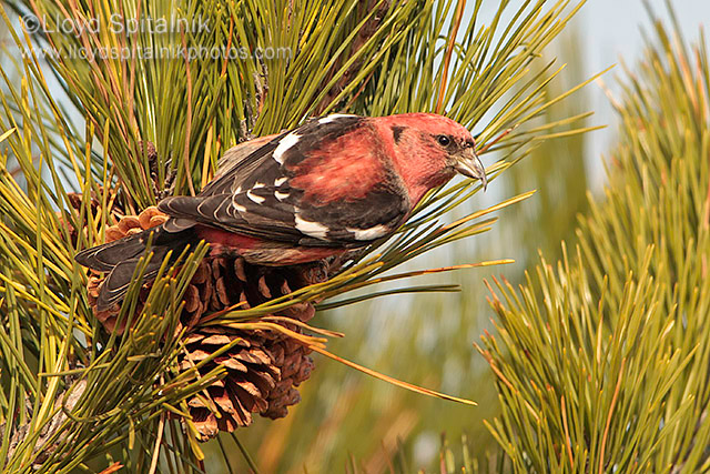 White-winged Crossbill (male)