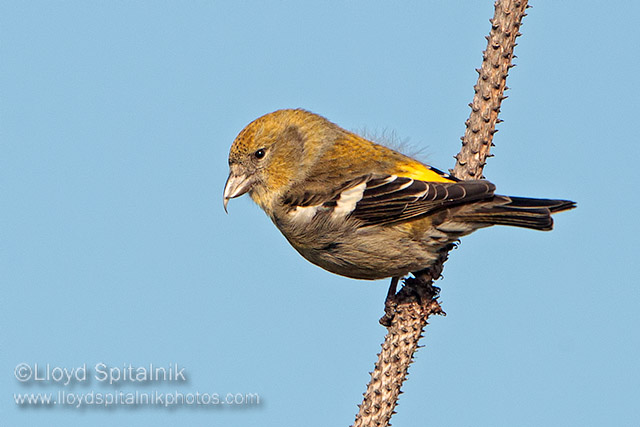 White-winged Crossbill (female)