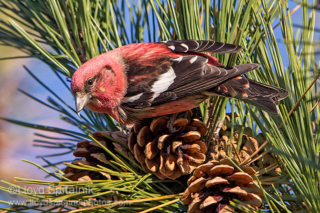 White-winged Crossbill (male)