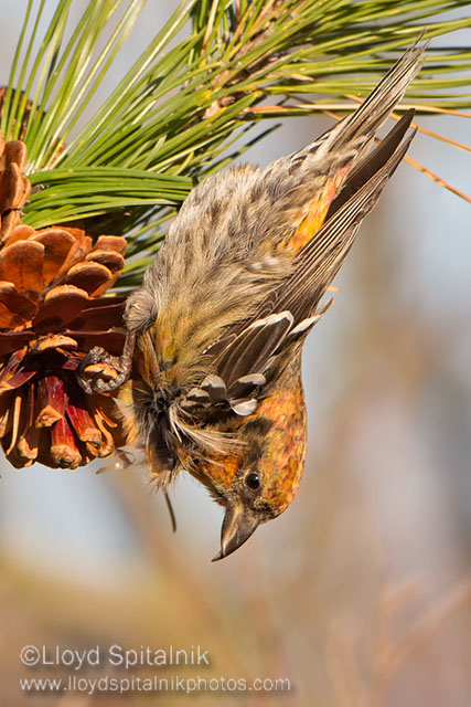 White-winged Crossbill