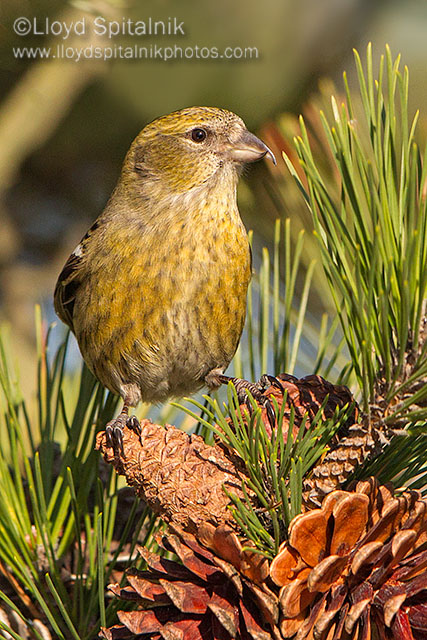 White-winged Crossbill (female)
