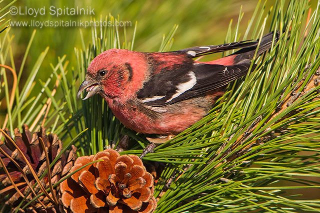 White-winged Crossbill (male)