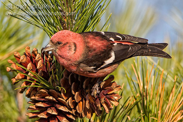 White-winged Crossbill (male)