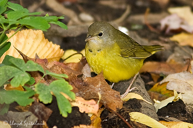Mourning Warbler