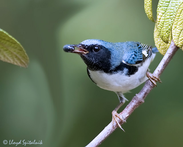 Black-throated Blue Warbler