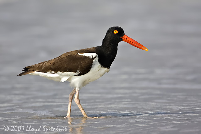 American Oystercatcher