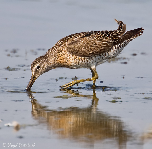 Short-billed Dowitcher (griseus)