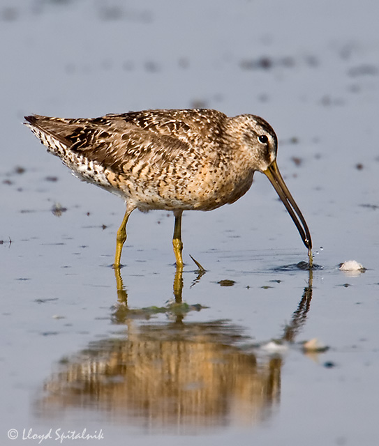 Short-billed Dowitcher (griseus)