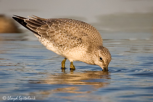 Red Knot (juvenile)