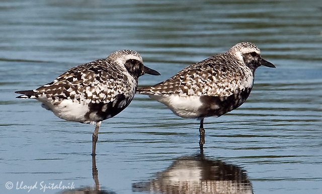 Black-bellied Plover