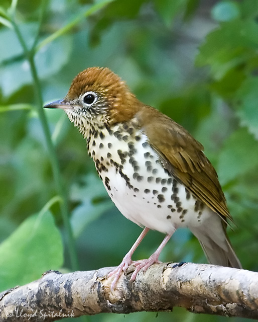 Wood Thrush