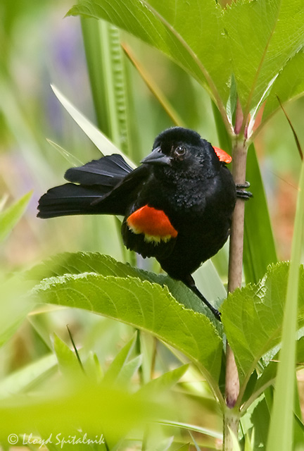 Red-winged Blackbird