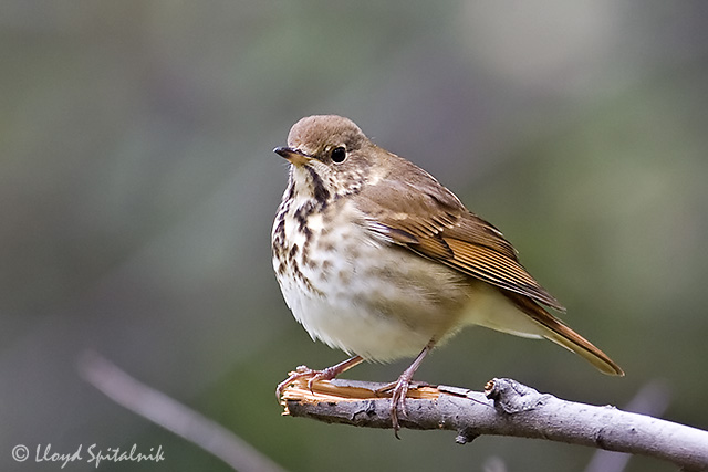 Hermit Thrush
