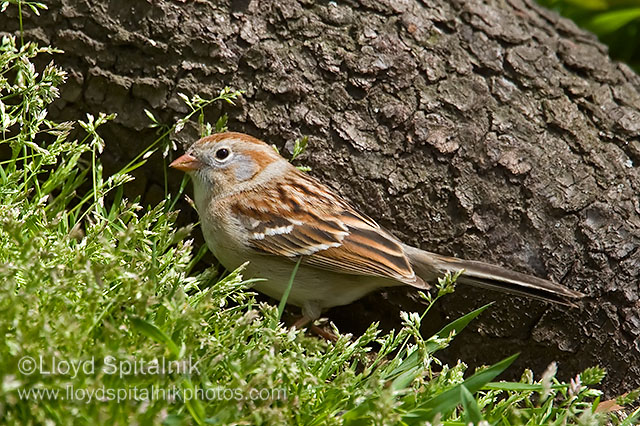 Field Sparrow