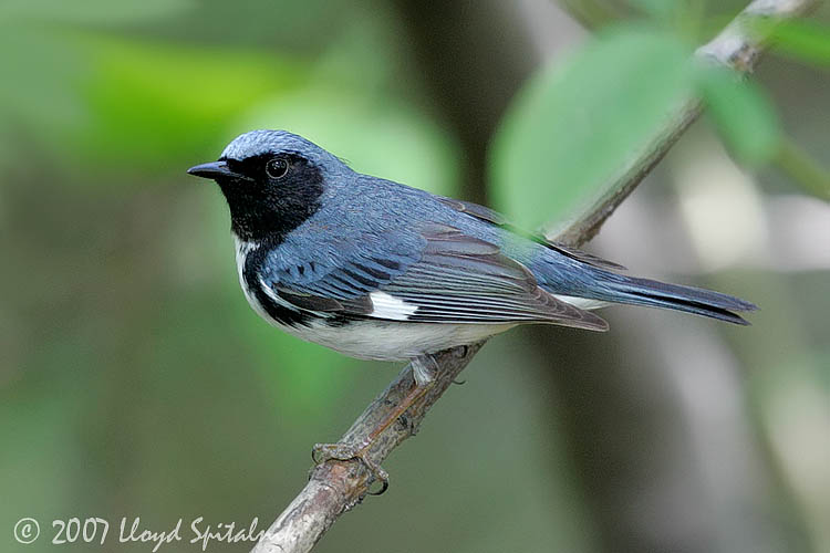 Black-throated Blue Warbler (male)