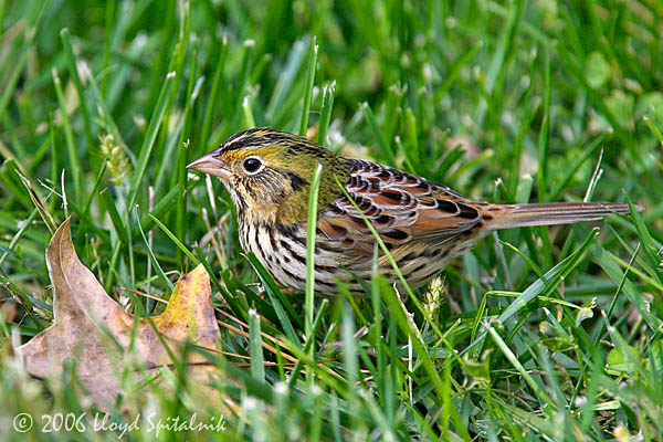 Henslows Sparrow