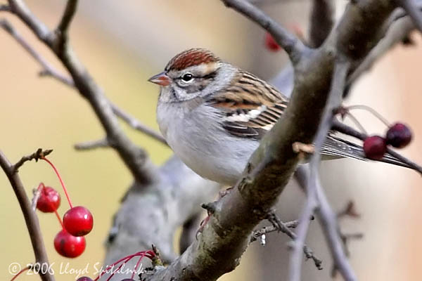 Chipping Sparrow
