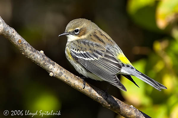 Yellow-rumped Warbler