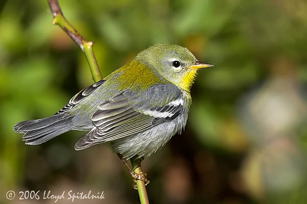 Northern Parula