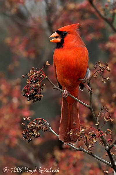Northern Cardinal
