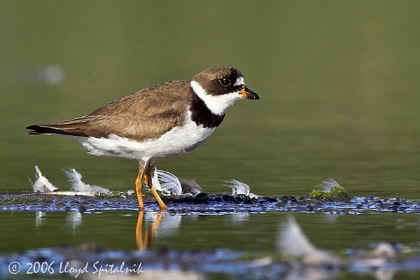 Semipalmated Plover