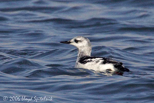 Black Guillemot