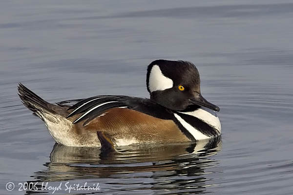 Hooded Merganser