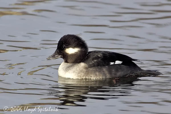 Bufflehead