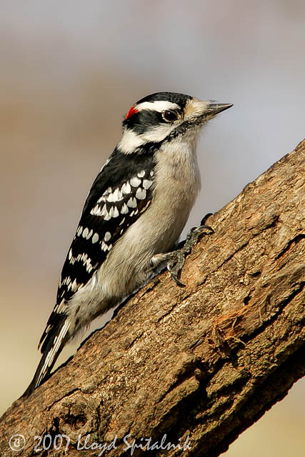 Downy Woodpecker