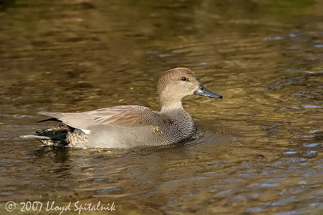 Gadwall